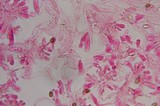 Psilocybe strictipes image