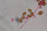 Psilocybe strictipes image