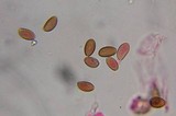 Psilocybe strictipes image