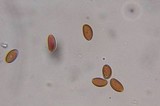 Psilocybe strictipes image