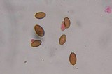 Psilocybe strictipes image