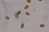 Psilocybe strictipes image