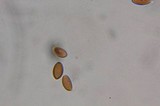 Psilocybe strictipes image