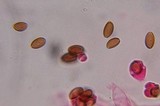 Psilocybe strictipes image