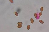 Psilocybe strictipes image