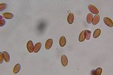 Psilocybe strictipes image