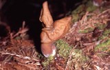 Gyromitra infula image