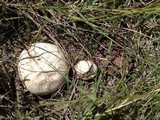Calvatia cyathiformis image