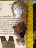 Calvatia cyathiformis image