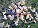 Cantharellus roseocanus image