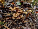 Psilocybe pelliculosa image