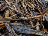 Psilocybe pelliculosa image