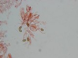 Psilocybe pelliculosa image