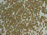 Psilocybe pelliculosa image