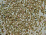 Psilocybe pelliculosa image