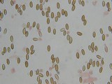 Psilocybe pelliculosa image