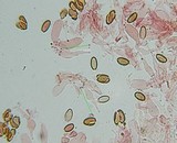 Psilocybe pelliculosa image