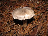 Tricholoma virgatum image