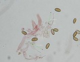 Psilocybe pelliculosa image