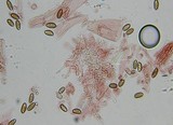 Psilocybe pelliculosa image