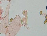 Psilocybe pelliculosa image
