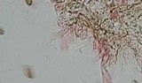 Psilocybe pelliculosa image