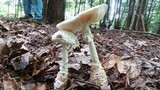Amanita subcokeri image