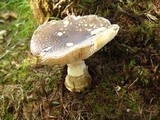 Amanita excelsa image