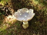 Amanita excelsa image