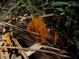 Calocera viscosa image