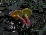 Boletus ripariellus image