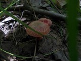 Boletus ripariellus image