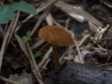 Flammulaster muricatus image