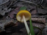 Pluteus leoninus image