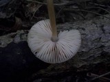 Pluteus semibulbosus image