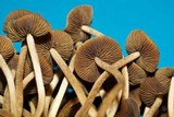 Psilocybe tampanensis image