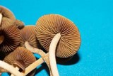 Psilocybe tampanensis image