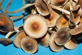 Psilocybe tampanensis image