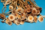 Psilocybe tampanensis image
