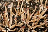 Psilocybe tampanensis image