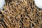 Psilocybe tampanensis image