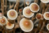 Psilocybe tampanensis image