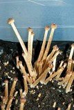 Psilocybe galindoi image