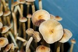 Psilocybe galindoi image