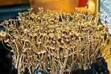 Psilocybe galindoi image