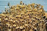 Psilocybe galindoi image