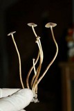 Psilocybe galindoi image