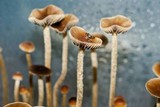 Psilocybe galindoi image