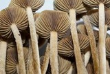 Psilocybe galindoi image