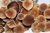 Psilocybe galindoi image